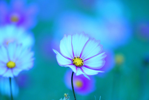 1755557 (a): :3840x2560